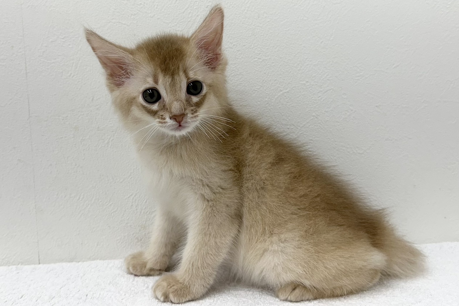 愛知県のソマリ (ファミリーペット 鳴海店/2026年3月18日生まれ/男の子/フォーン)の子猫の4枚目の画像