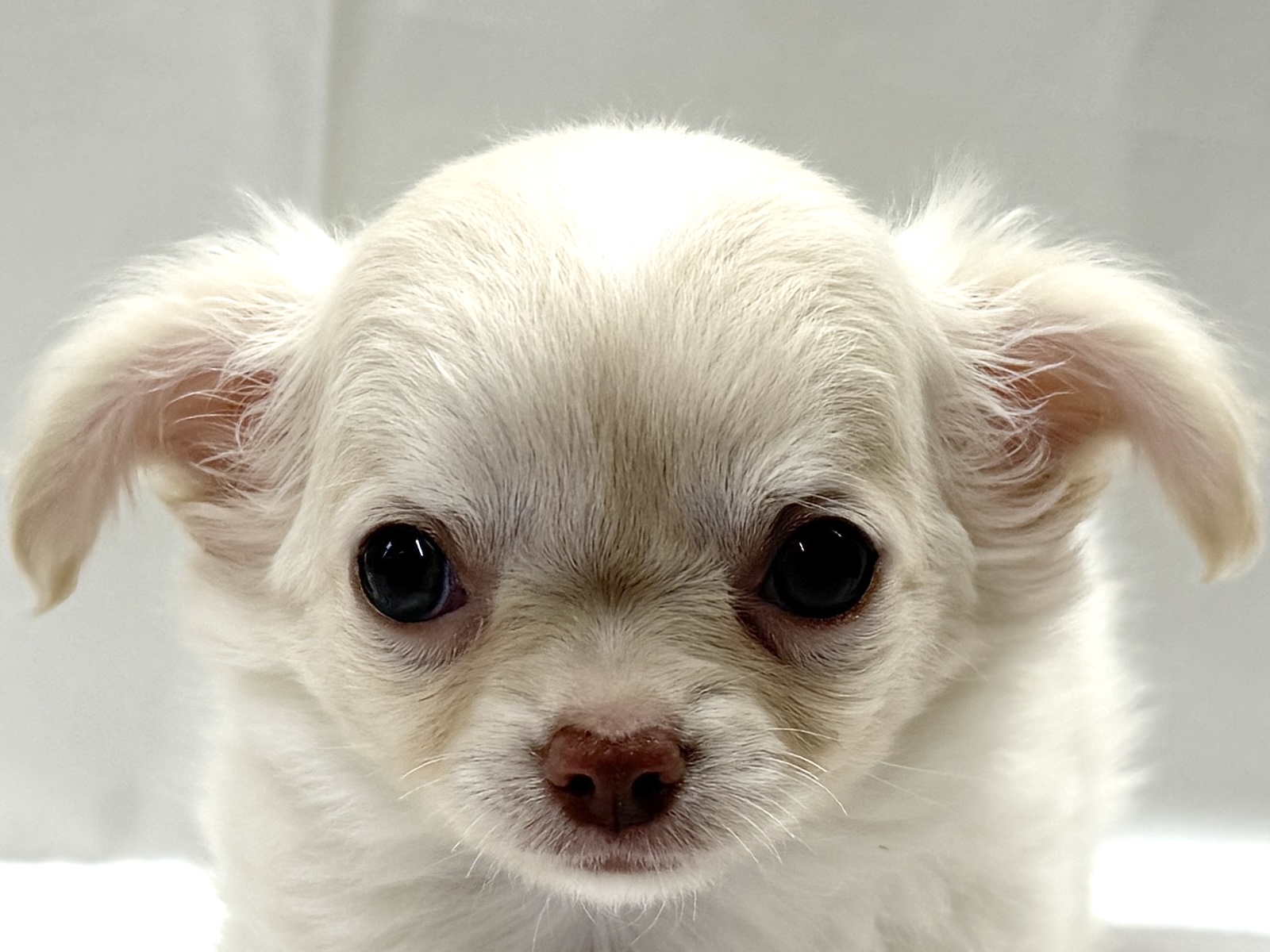 三重県のチワワ(ロング) (アミーゴ四日市日永店/2026年3月23日生まれ/男の子/クリーム)の子犬の1枚目の画像