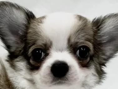 愛知県のハーフ犬・ミックス犬 (ファミリーペット リソラ大府店/2026年3月22日生まれ/男の子/-)の子犬の1枚目の画像