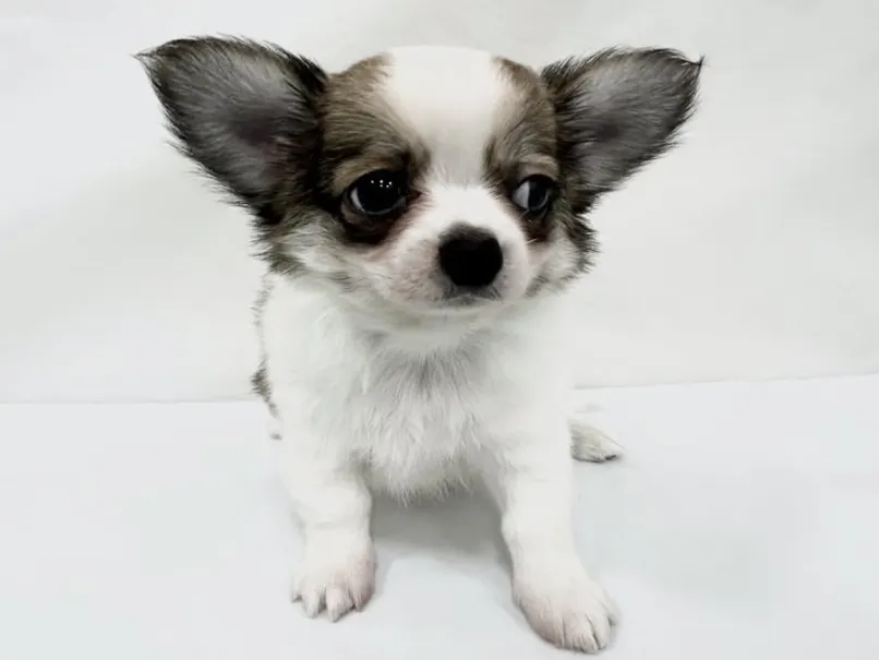 愛知県のハーフ犬・ミックス犬 (ファミリーペット リソラ大府店/2026年3月22日生まれ/男の子/-)の子犬の2枚目の画像