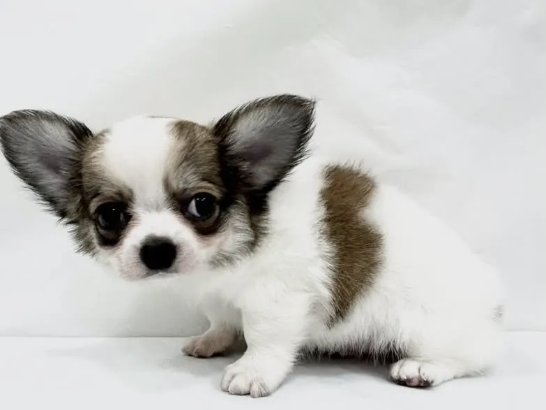 愛知県のハーフ犬・ミックス犬 (ファミリーペット リソラ大府店/2026年3月22日生まれ/男の子/-)の子犬の3枚目の画像