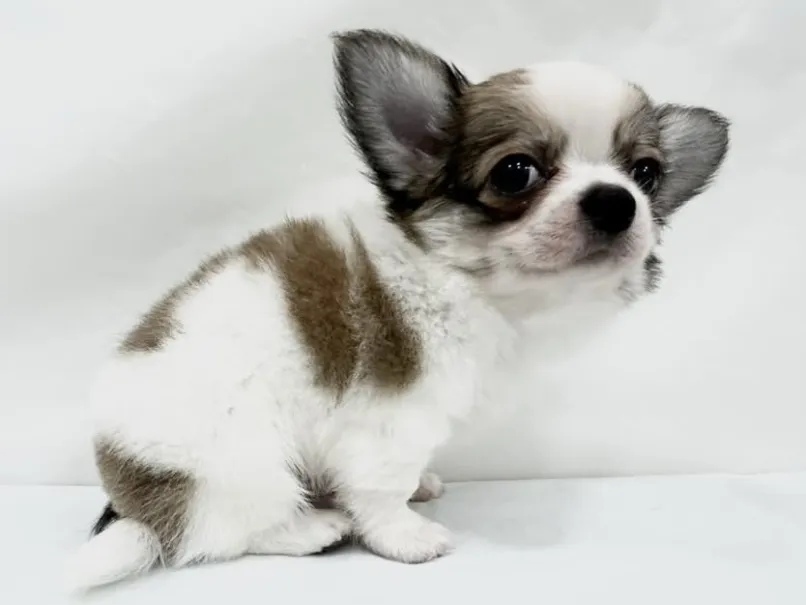 愛知県のハーフ犬・ミックス犬 (ファミリーペット リソラ大府店/2026年3月22日生まれ/男の子/-)の子犬の4枚目の画像