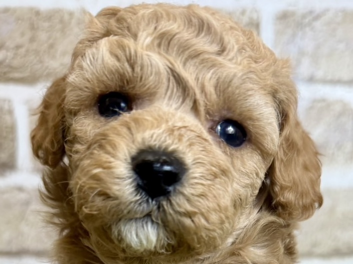 大阪府のハーフ犬・ミックス犬 (ファミリーペット with 高槻店/2026年4月9日生まれ/男の子/アプリコット)の子犬の1枚目の画像