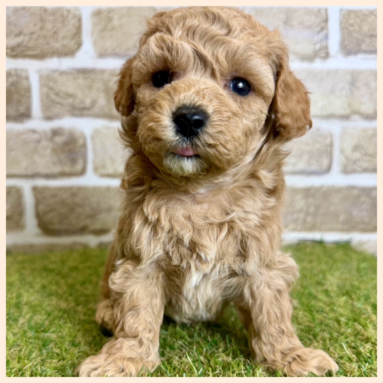 大阪府のハーフ犬・ミックス犬 (ファミリーペット with 高槻店/2026年4月9日生まれ/男の子/アプリコット)の子犬の2枚目の画像