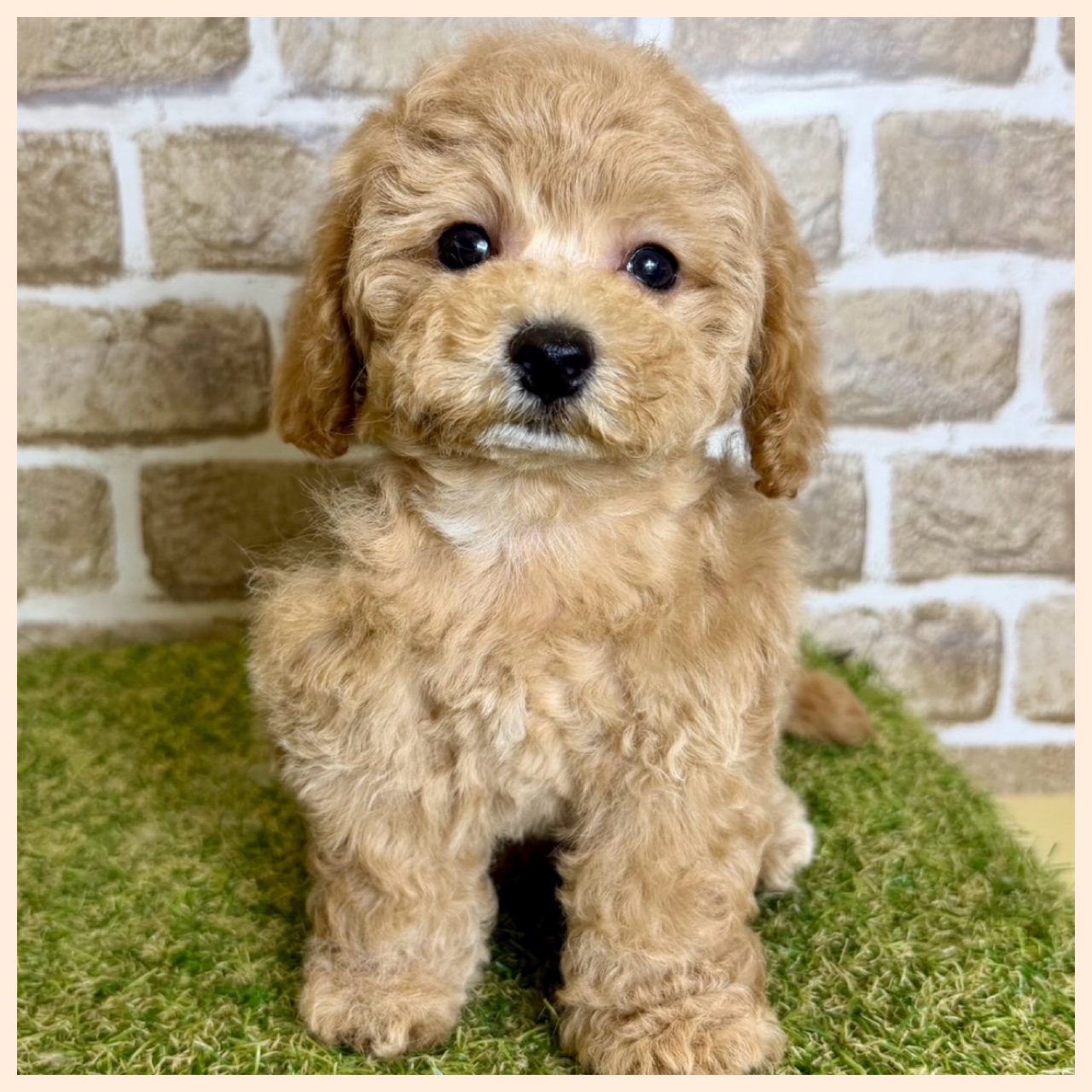 大阪府のハーフ犬・ミックス犬 (ファミリーペット with 高槻店/2026年4月9日生まれ/男の子/アプリコット)の子犬の3枚目の画像
