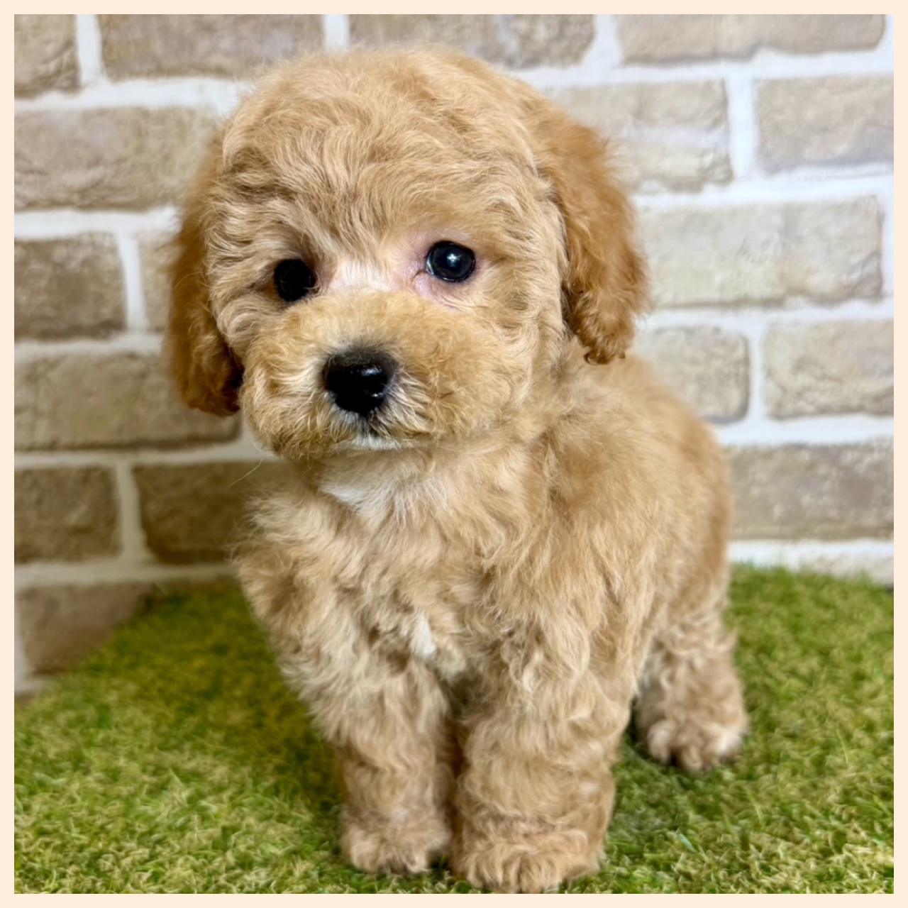 大阪府のハーフ犬・ミックス犬 (ファミリーペット with 高槻店/2026年4月9日生まれ/男の子/アプリコット)の子犬の4枚目の画像