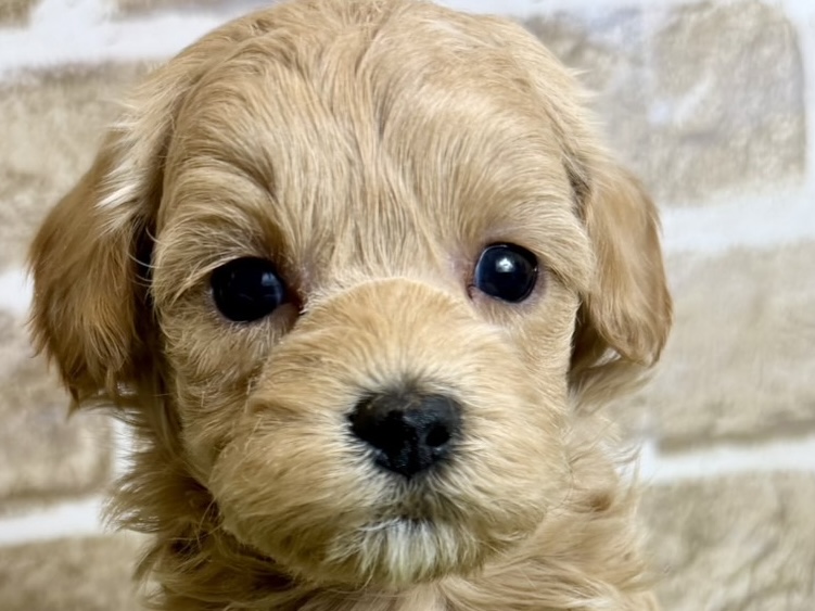 大阪府のハーフ犬・ミックス犬 (ファミリーペット with 高槻店/2026年4月9日生まれ/男の子/クリーム)の子犬の1枚目の画像