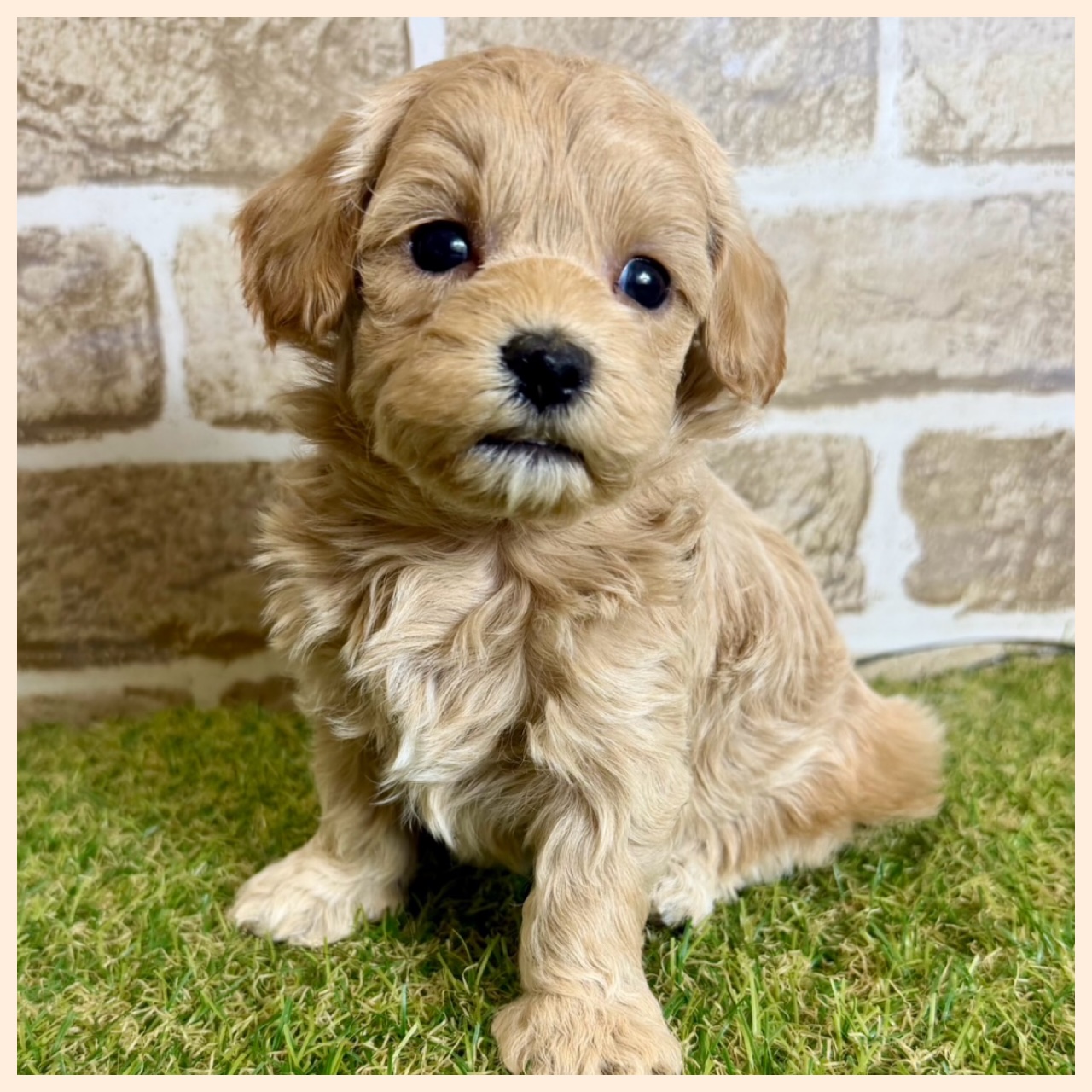 大阪府のハーフ犬・ミックス犬 (ファミリーペット with 高槻店/2026年4月9日生まれ/男の子/クリーム)の子犬の2枚目の画像