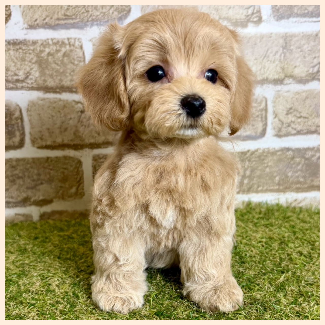 大阪府のハーフ犬・ミックス犬 (ファミリーペット with 高槻店/2026年4月9日生まれ/男の子/クリーム)の子犬の3枚目の画像