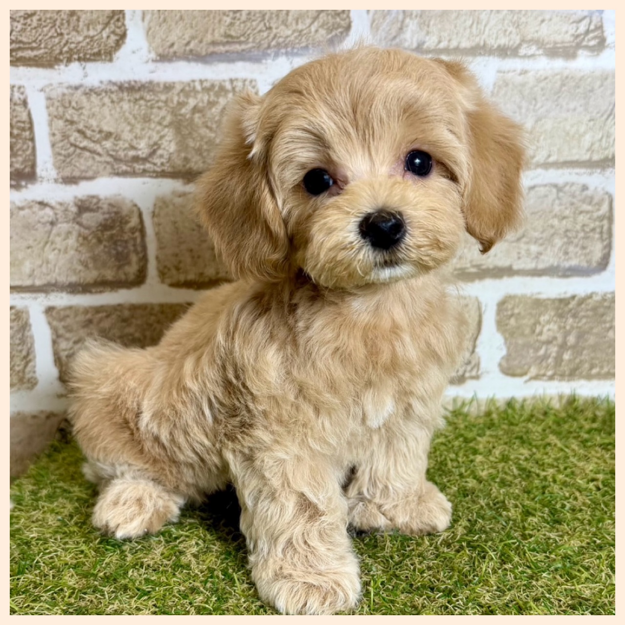 大阪府のハーフ犬・ミックス犬 (ファミリーペット with 高槻店/2026年4月9日生まれ/男の子/クリーム)の子犬の4枚目の画像