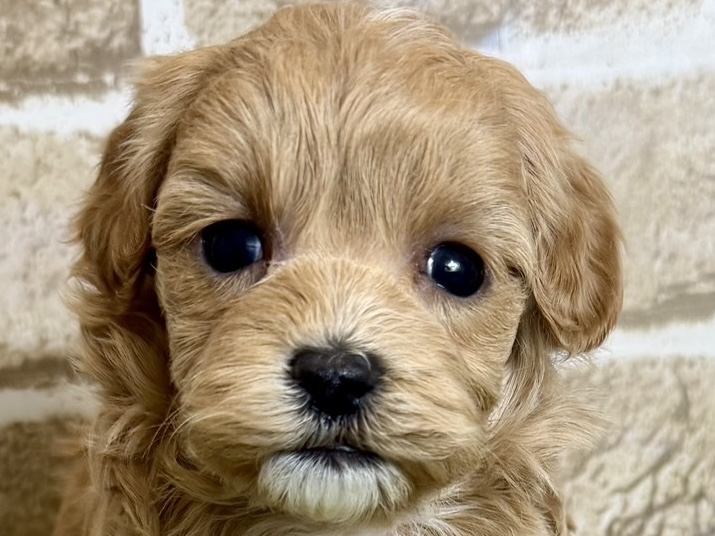 大阪府のハーフ犬・ミックス犬 (ファミリーペット with 高槻店/2026年4月9日生まれ/女の子/アプリコット)の子犬の1枚目の画像