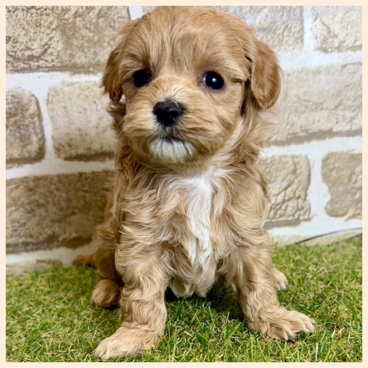 大阪府のハーフ犬・ミックス犬 (ファミリーペット with 高槻店/2026年4月9日生まれ/女の子/アプリコット)の子犬の2枚目の画像