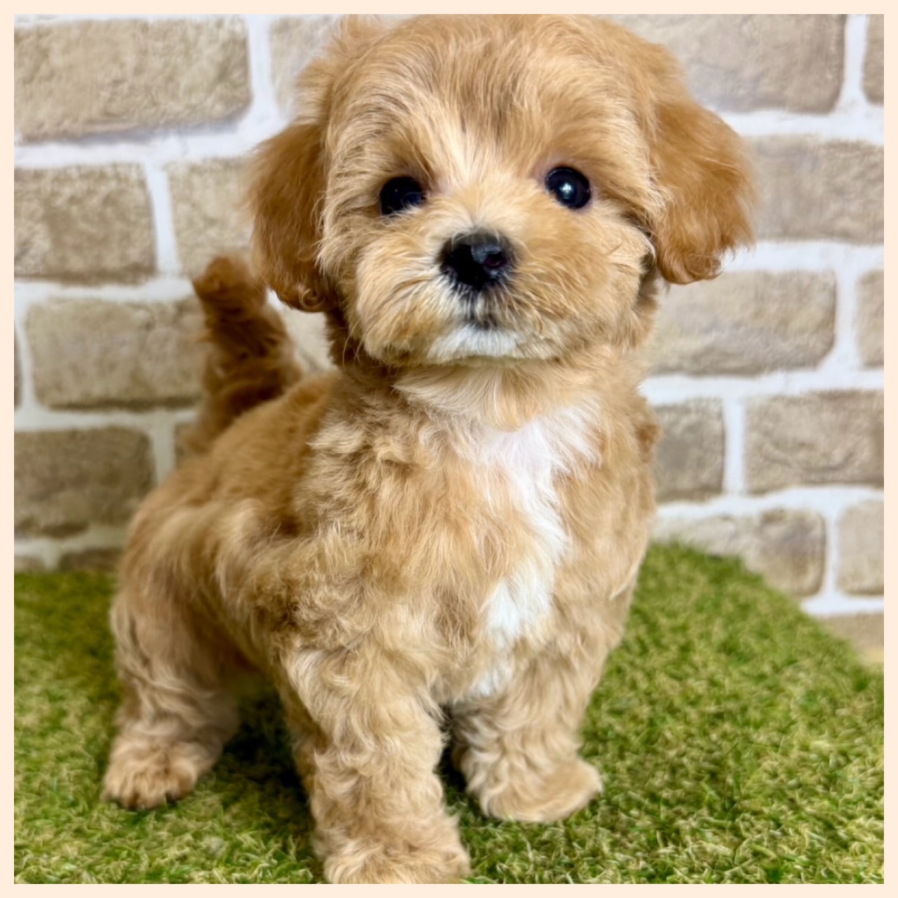 大阪府のハーフ犬・ミックス犬 (ファミリーペット with 高槻店/2026年4月9日生まれ/女の子/アプリコット)の子犬の3枚目の画像