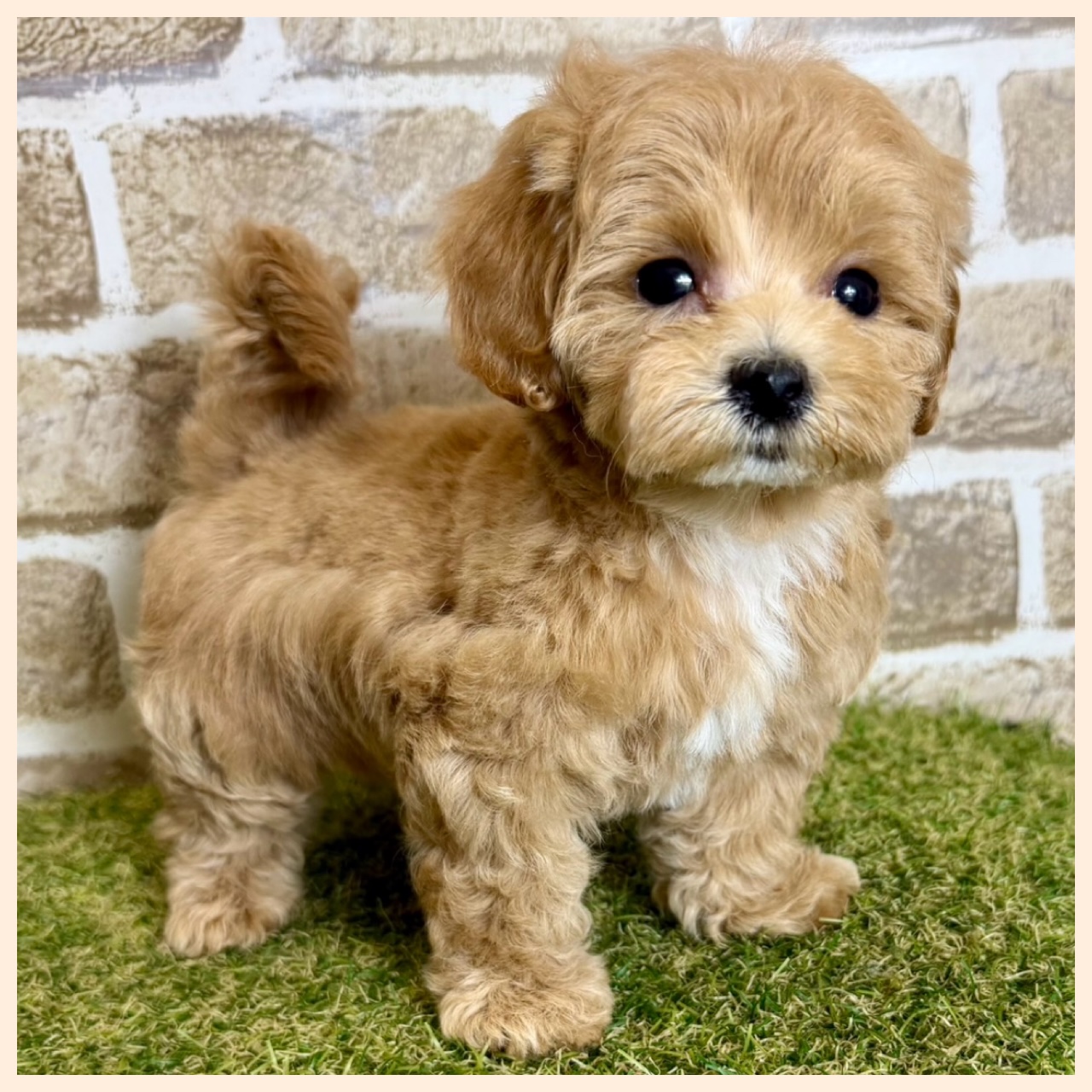 大阪府のハーフ犬・ミックス犬 (ファミリーペット with 高槻店/2026年4月9日生まれ/女の子/アプリコット)の子犬の4枚目の画像