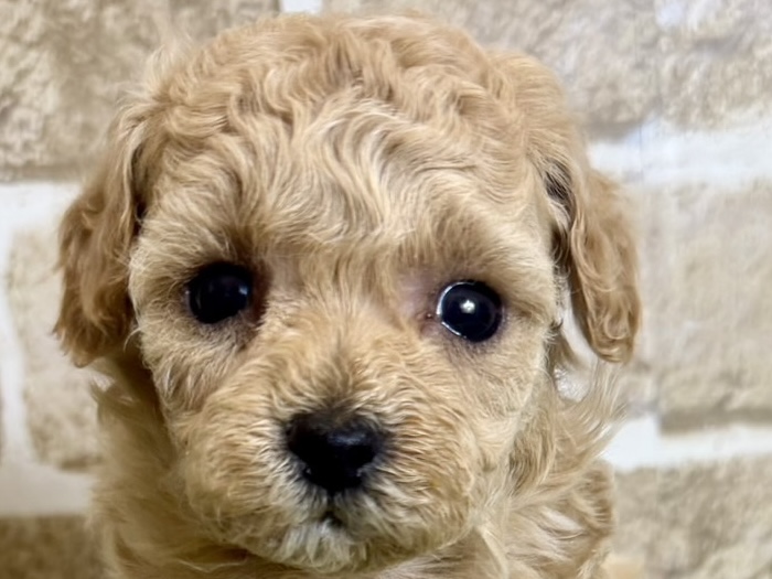 大阪府のハーフ犬・ミックス犬 (ファミリーペット with 高槻店/2026年4月9日生まれ/女の子/クリーム)の子犬の1枚目の画像