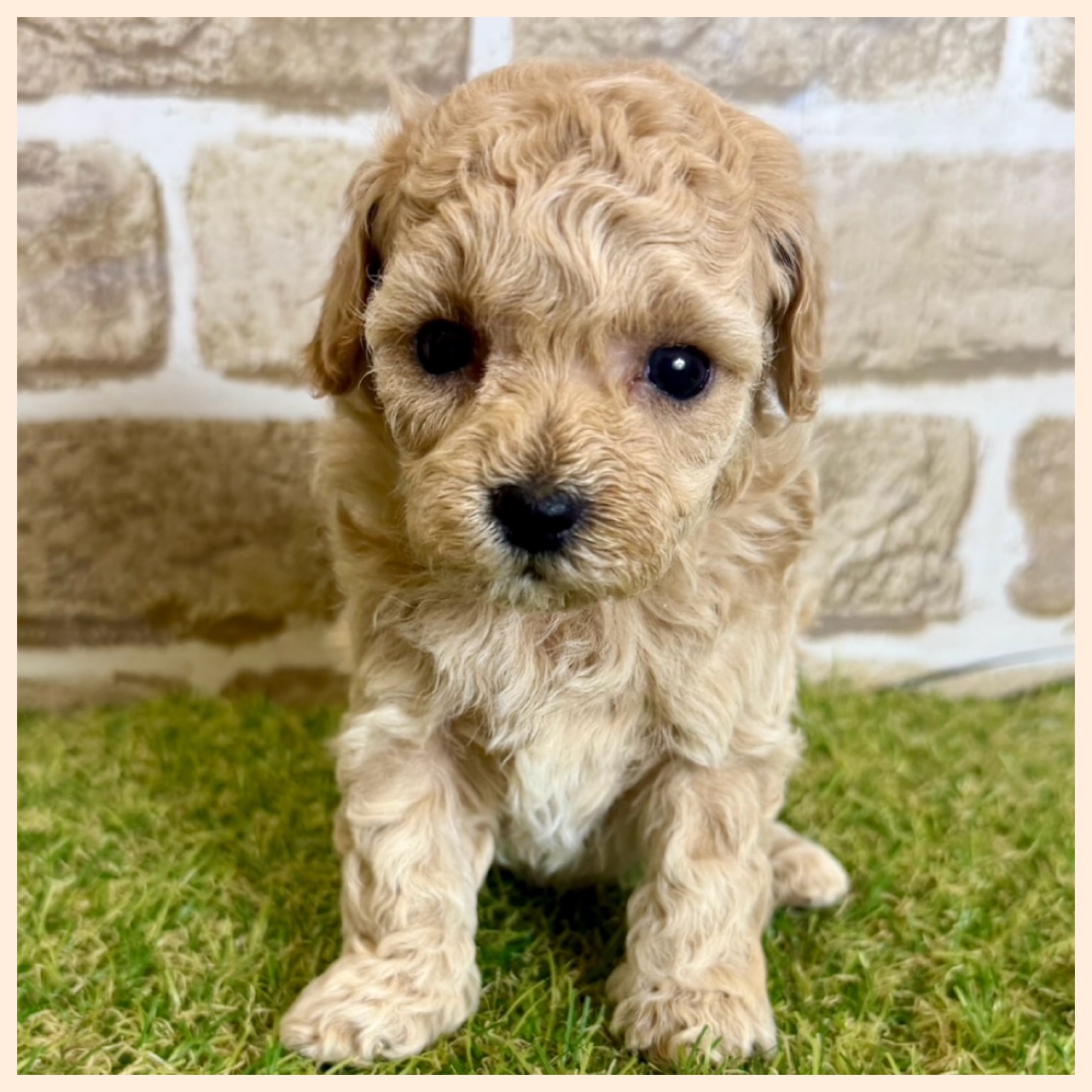 大阪府のハーフ犬・ミックス犬 (ファミリーペット with 高槻店/2026年4月9日生まれ/女の子/クリーム)の子犬の2枚目の画像