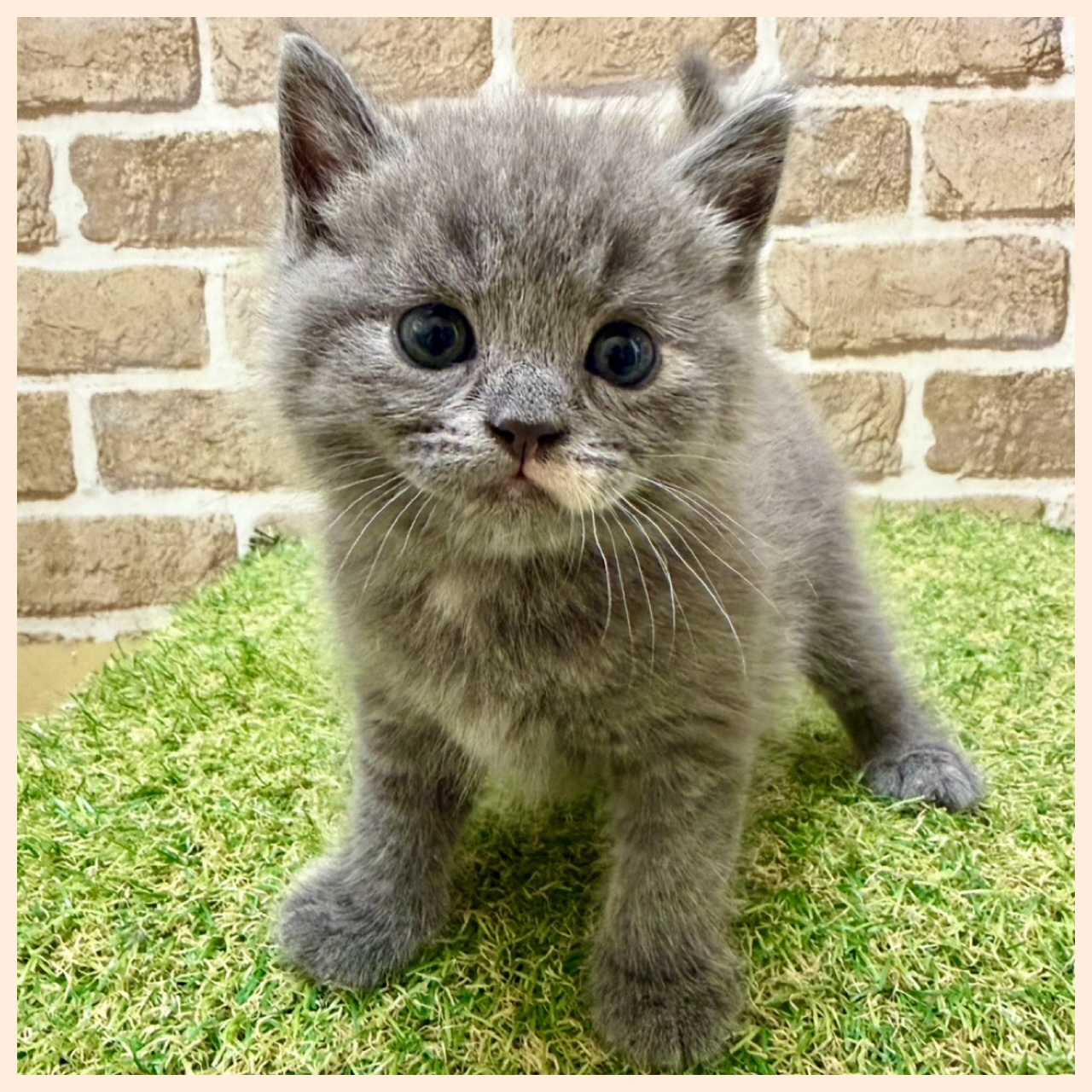 大阪府のマンチカン (ファミリーペット with 高槻店/2026年4月16日生まれ/女の子/ブルータビー)の子猫の2枚目の画像