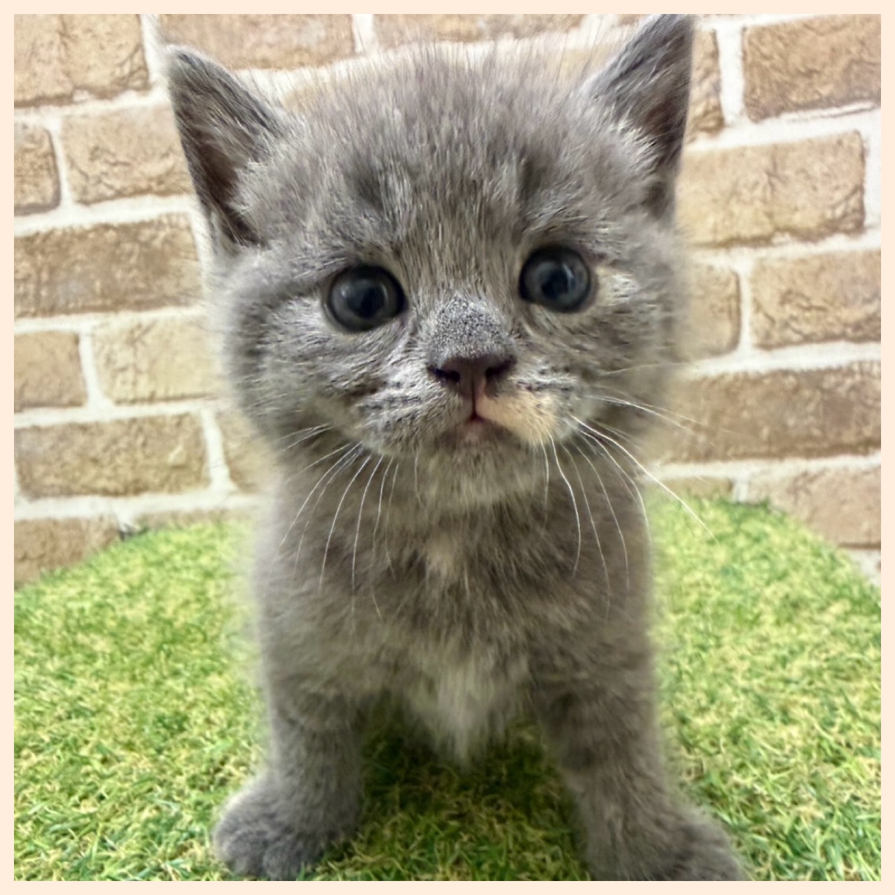 大阪府のマンチカン (ファミリーペット with 高槻店/2026年4月16日生まれ/女の子/ブルータビー)の子猫の4枚目の画像