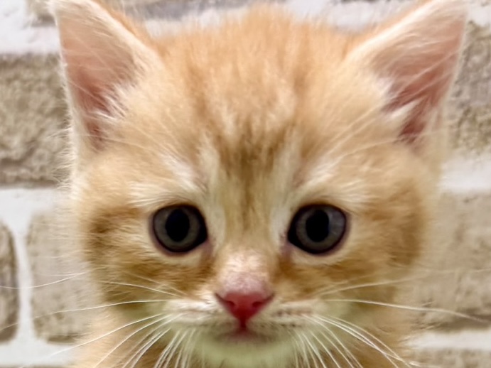 大阪府のマンチカン (ファミリーペット with 高槻店/2026年4月16日生まれ/男の子/レッドタビー)の子猫の1枚目の画像