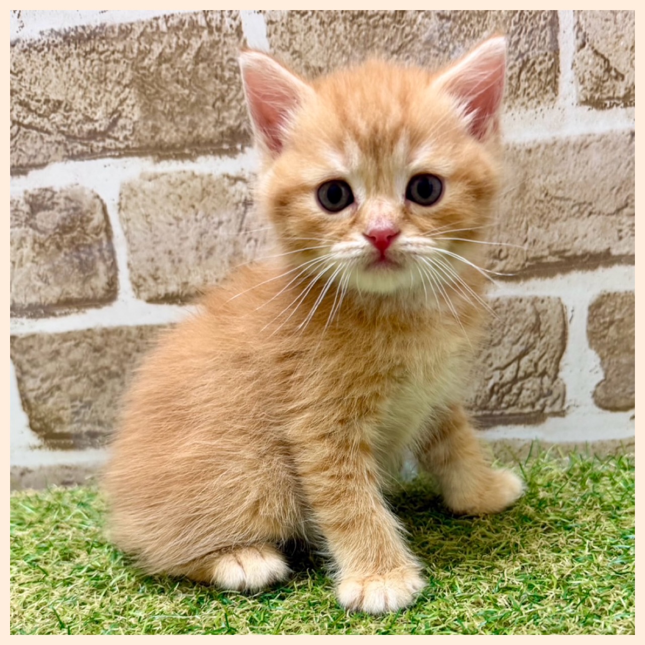 大阪府のマンチカン (ファミリーペット with 高槻店/2026年4月16日生まれ/男の子/レッドタビー)の子猫の2枚目の画像