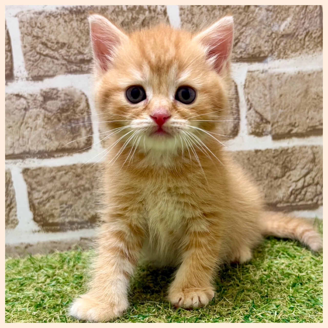 大阪府のマンチカン (ファミリーペット with 高槻店/2026年4月16日生まれ/男の子/レッドタビー)の子猫の3枚目の画像
