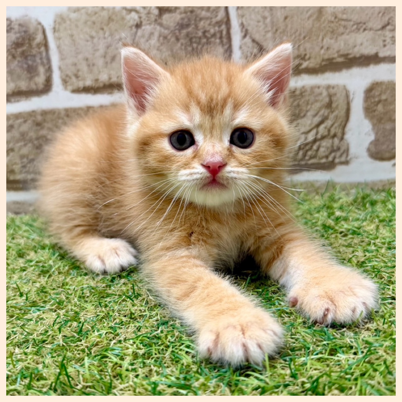 大阪府のマンチカン (ファミリーペット with 高槻店/2026年4月16日生まれ/男の子/レッドタビー)の子猫の4枚目の画像