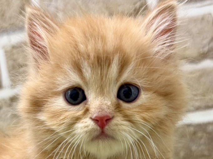 2026年4月16日生まれのマンチカン・ロングヘア