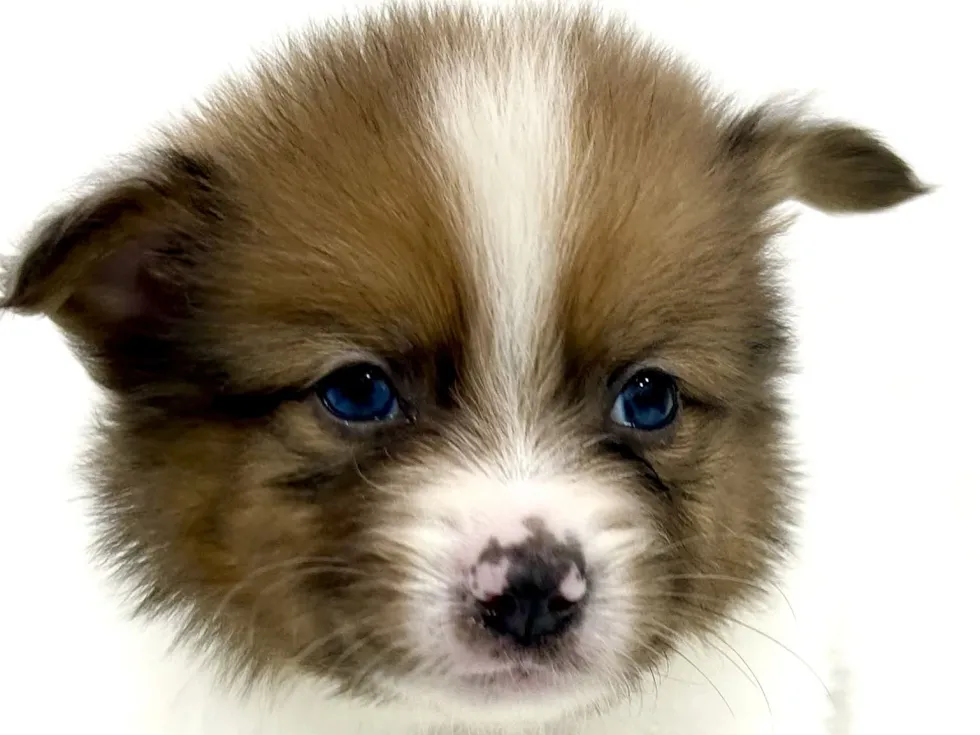 三重県のハーフ犬・ミックス犬 (アミーゴ四日市日永店/2026年3月31日生まれ/男の子/-)の子犬の1枚目の画像