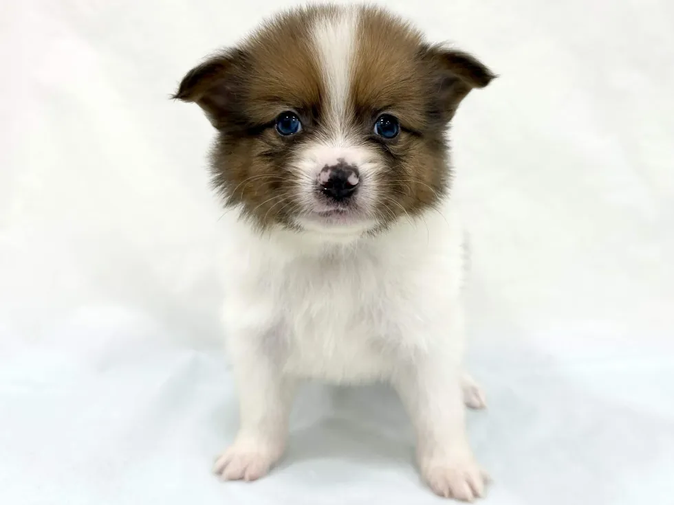 三重県のハーフ犬・ミックス犬 (アミーゴ四日市日永店/2026年3月31日生まれ/男の子/-)の子犬の2枚目の画像