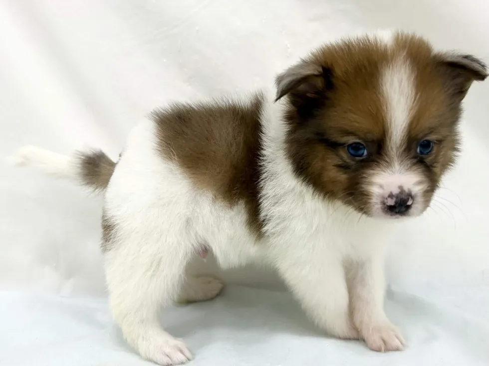 三重県のハーフ犬・ミックス犬 (アミーゴ四日市日永店/2026年3月31日生まれ/男の子/-)の子犬の3枚目の画像