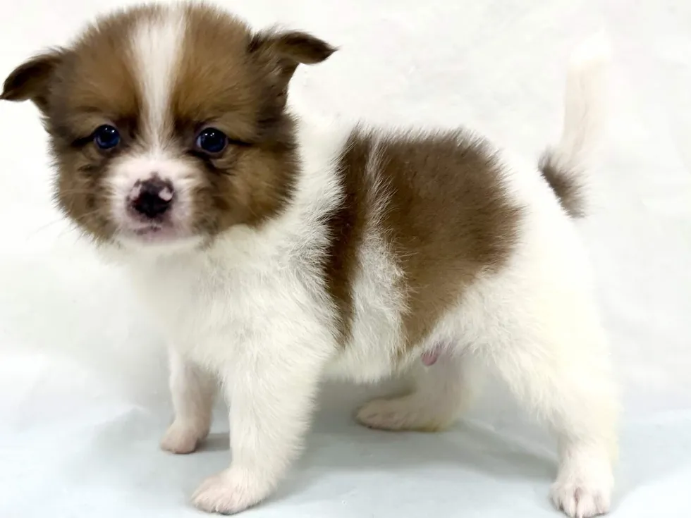 三重県のハーフ犬・ミックス犬 (アミーゴ四日市日永店/2026年3月31日生まれ/男の子/-)の子犬の4枚目の画像