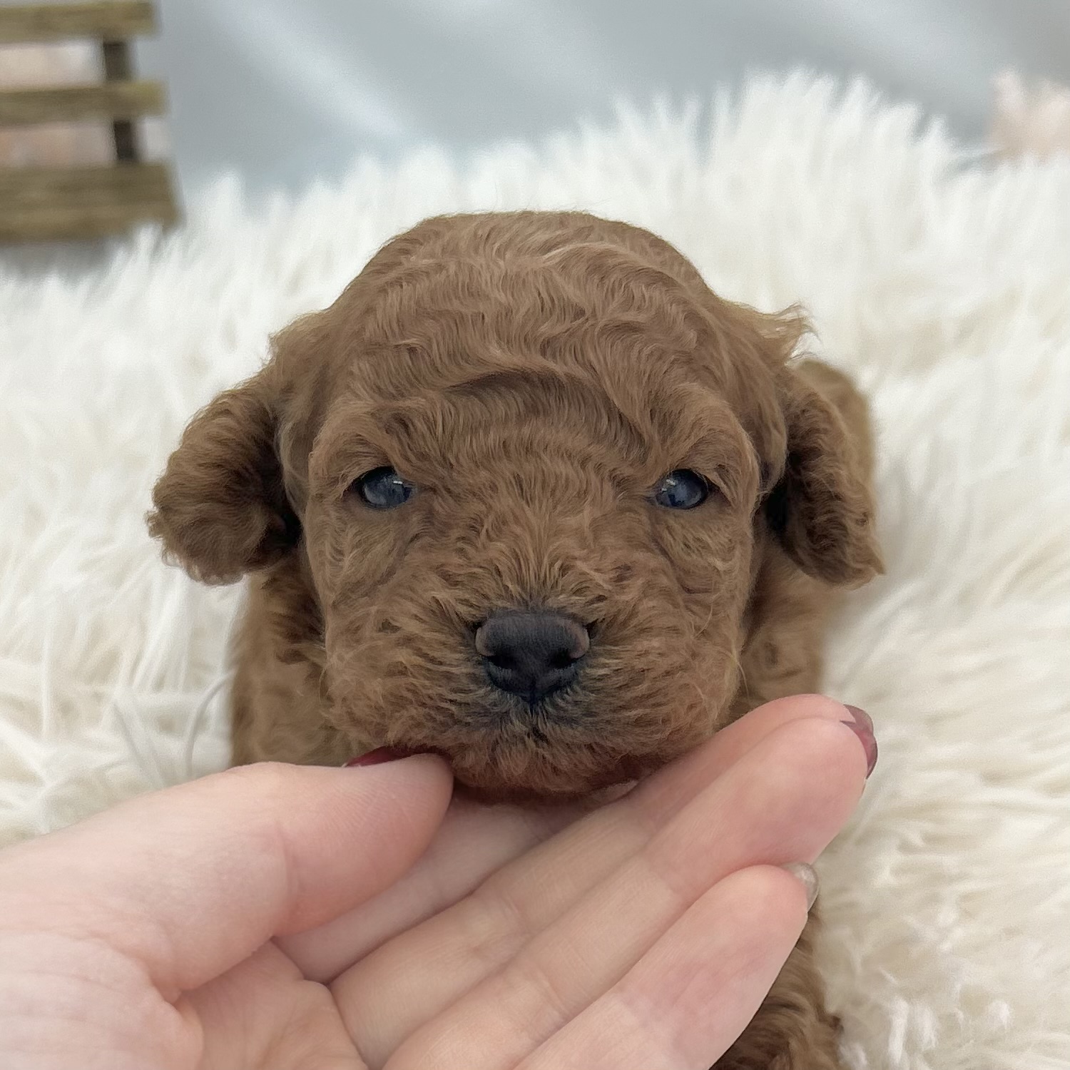 愛知県のトイプードル(トイ) (ファミリーペット 豊明店/2026年5月11日生まれ/男の子/レッド)の子犬の1枚目の画像