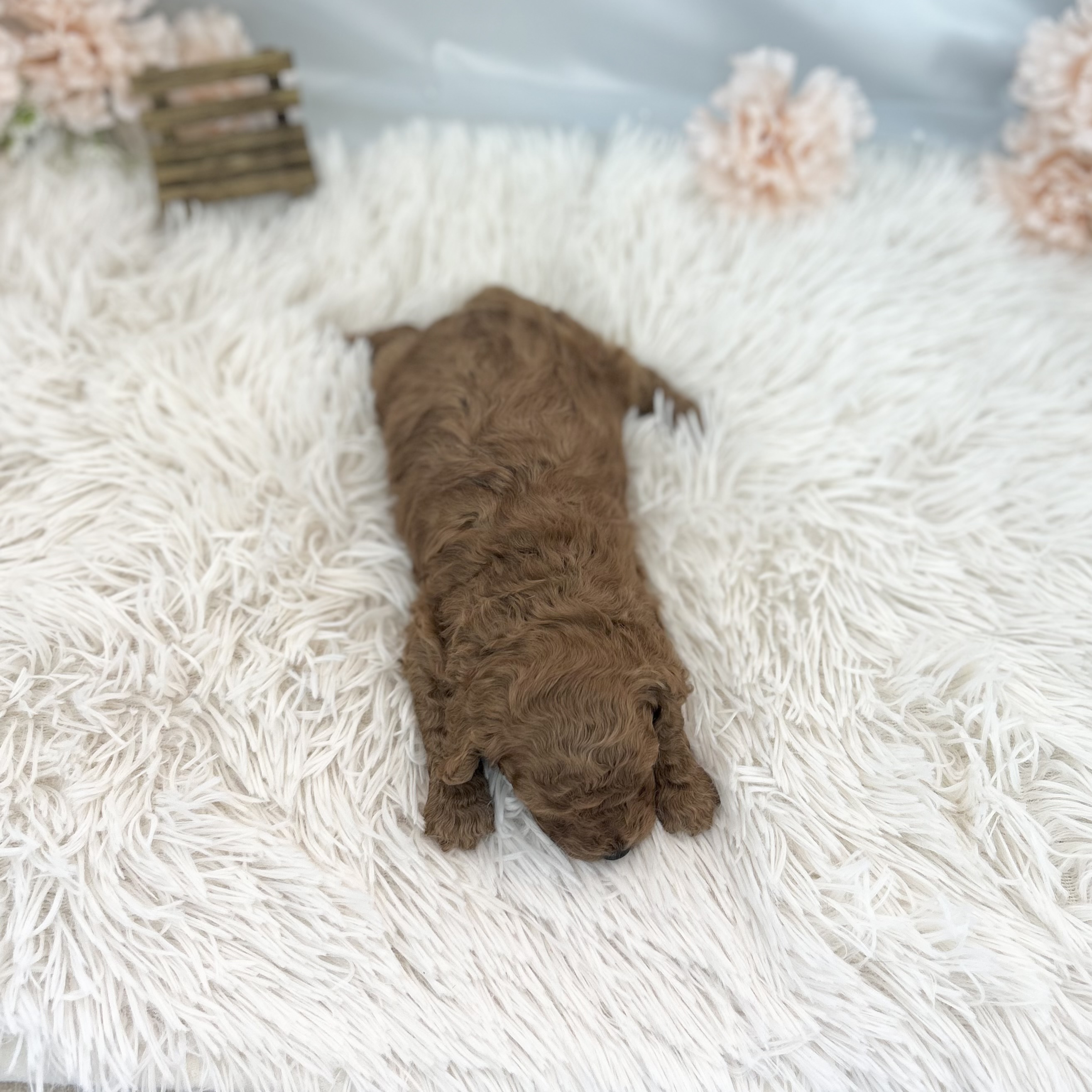 愛知県のトイプードル(トイ) (ファミリーペット 豊明店/2026年5月11日生まれ/男の子/レッド)の子犬の4枚目の画像