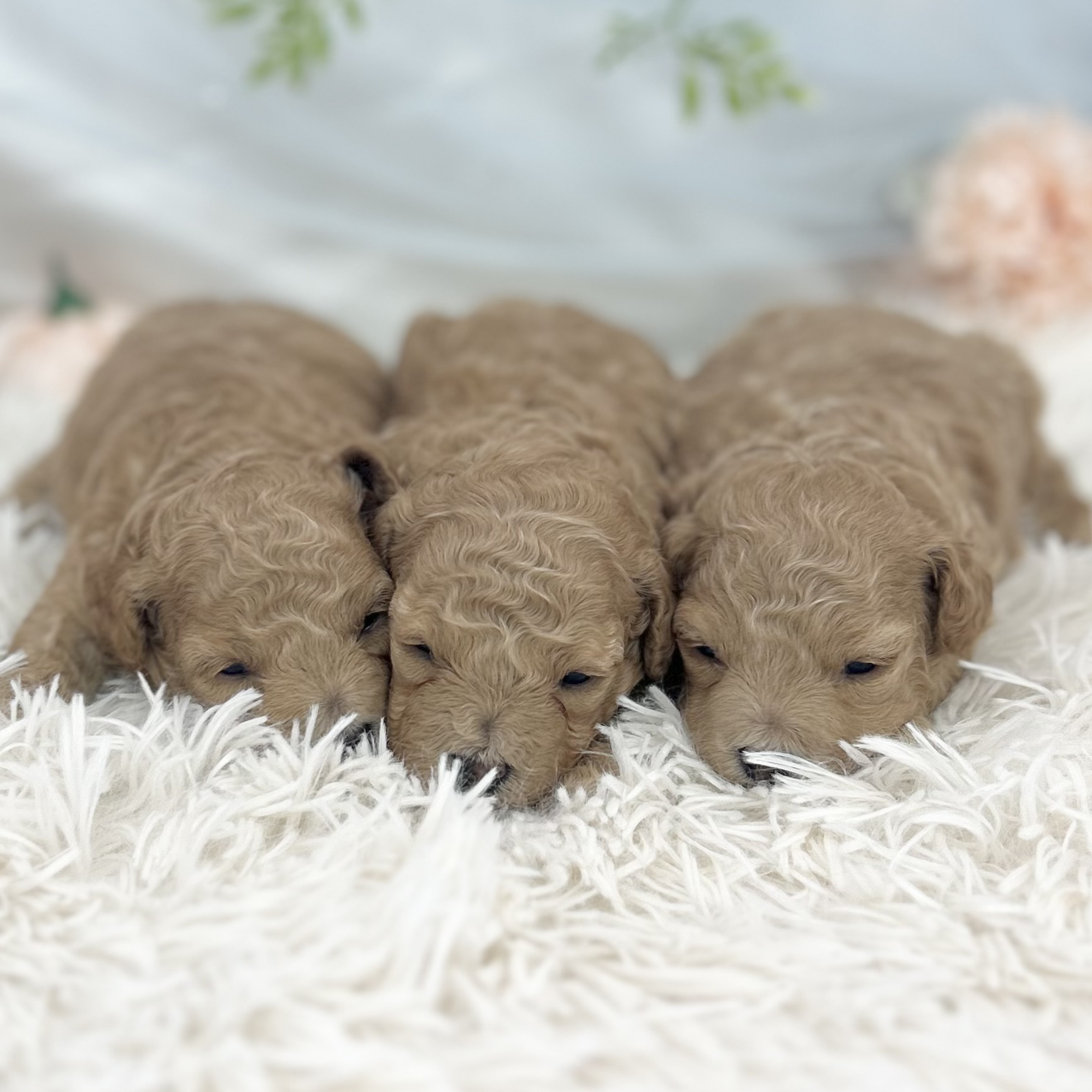 愛知県のハーフ犬・ミックス犬 (ファミリーペット 豊明店/2026年5月13日生まれ/男の子/アプリコット)の子犬の1枚目の画像