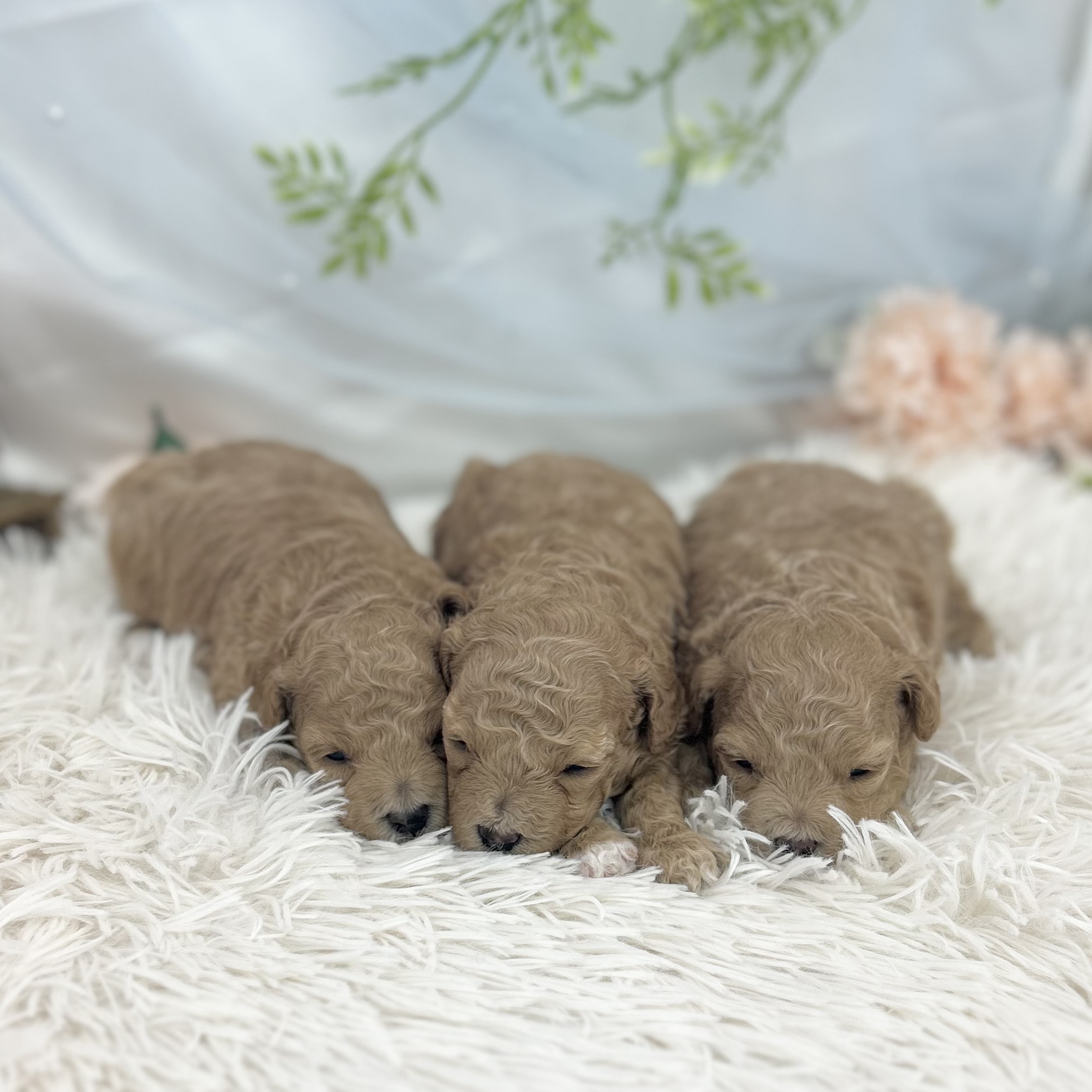 愛知県のハーフ犬・ミックス犬 (ファミリーペット 豊明店/2026年5月13日生まれ/男の子/アプリコット)の子犬の2枚目の画像