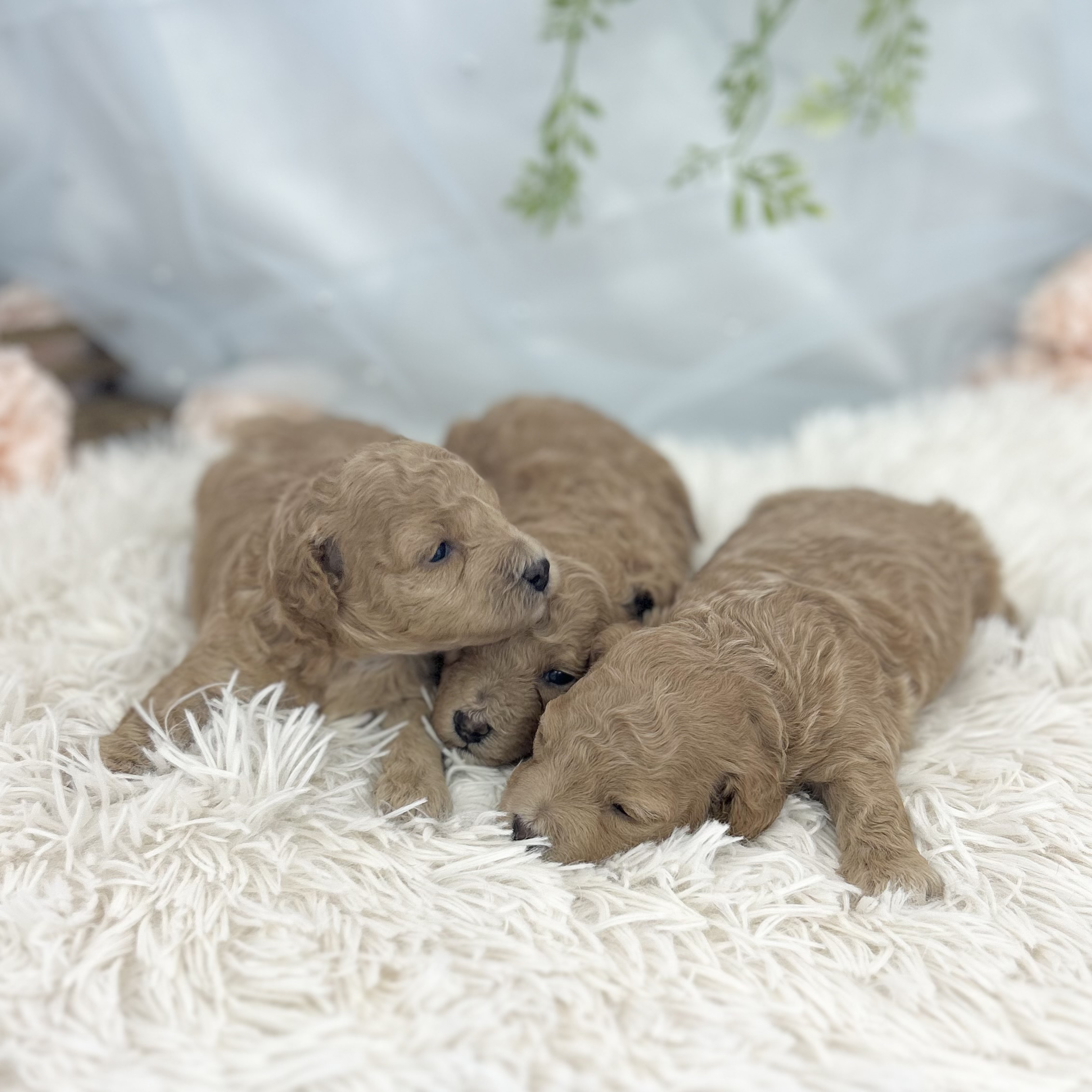 愛知県のハーフ犬・ミックス犬 (ファミリーペット 豊明店/2026年5月13日生まれ/男の子/アプリコット)の子犬の3枚目の画像