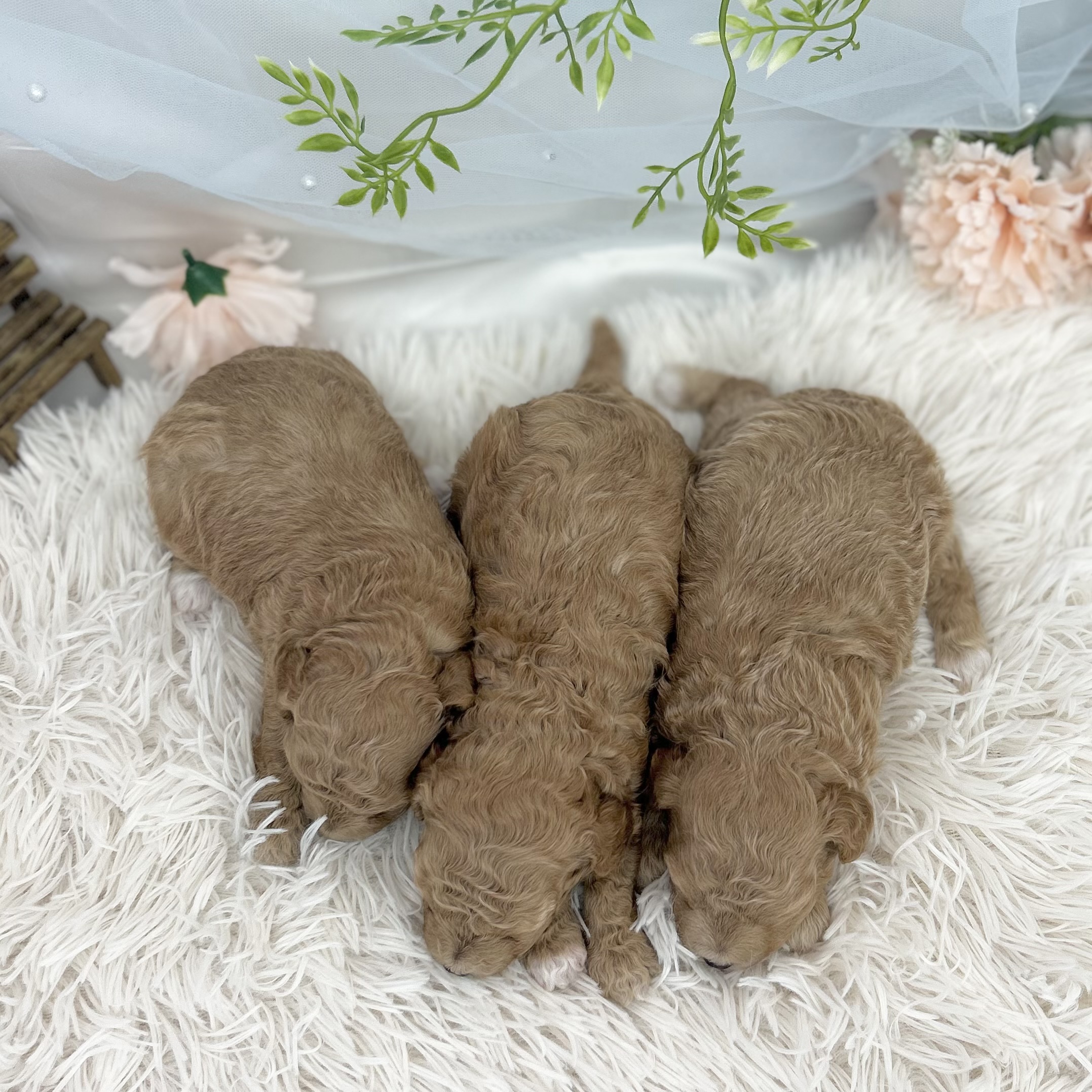愛知県のハーフ犬・ミックス犬 (ファミリーペット 豊明店/2026年5月13日生まれ/男の子/アプリコット)の子犬の4枚目の画像