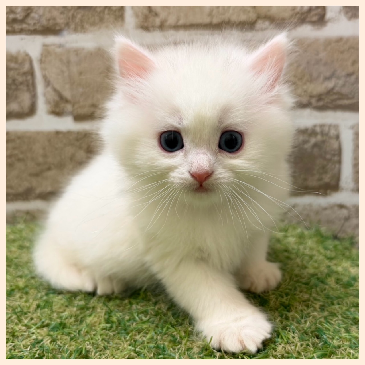 大阪府のマンチカン (ファミリーペット with 高槻店/2026年4月21日生まれ/女の子/ホワイト)の子猫の2枚目の画像