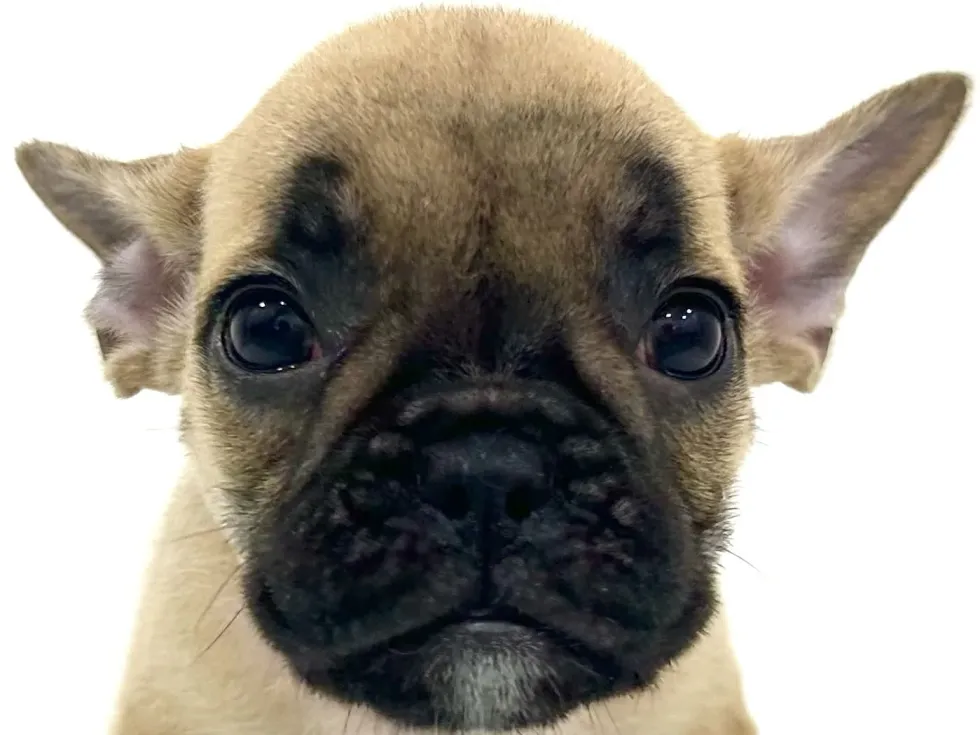2026年4月5日生まれのハーフ犬・ミックス犬