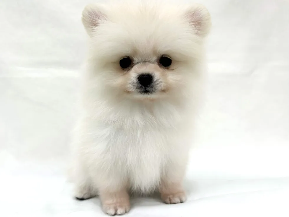 愛知県のポメラニアン (ファミリーペット リソラ大府店/2026年4月7日生まれ/男の子/クリーム)の子犬の2枚目の画像