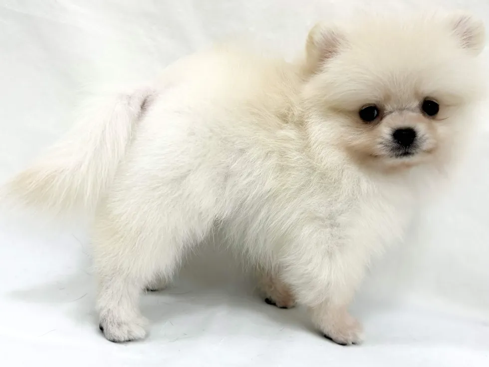 愛知県のポメラニアン (ファミリーペット リソラ大府店/2026年4月7日生まれ/男の子/クリーム)の子犬の3枚目の画像