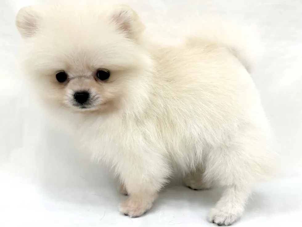 愛知県のポメラニアン (ファミリーペット リソラ大府店/2026年4月7日生まれ/男の子/クリーム)の子犬の4枚目の画像