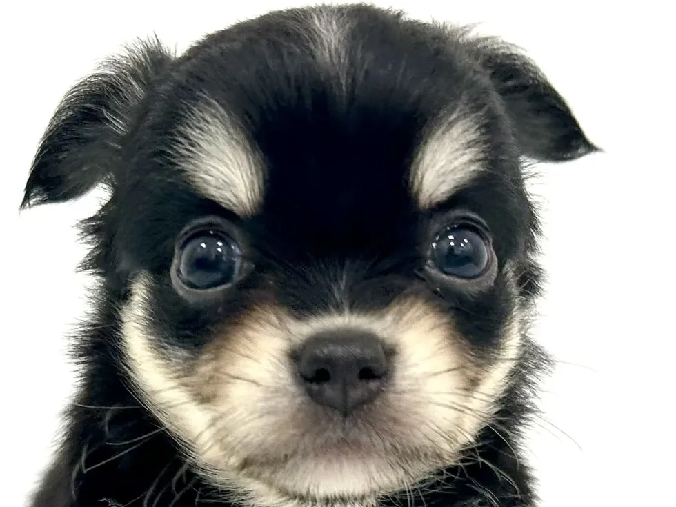 2026年4月8日生まれのハーフ犬・ミックス犬