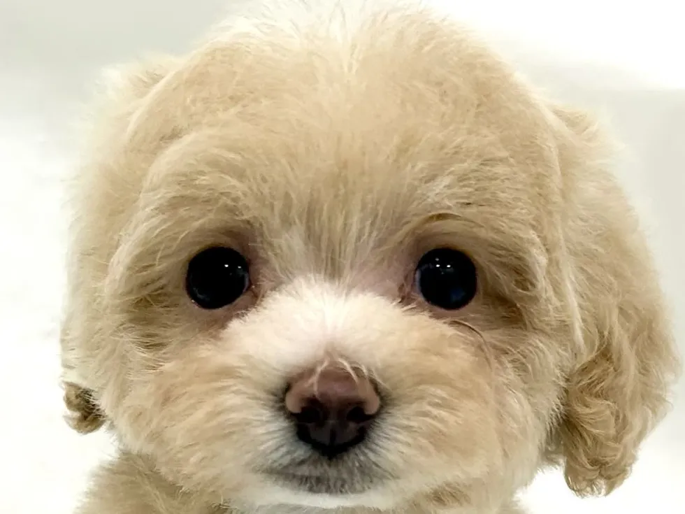 2026年4月6日生まれのハーフ犬・ミックス犬