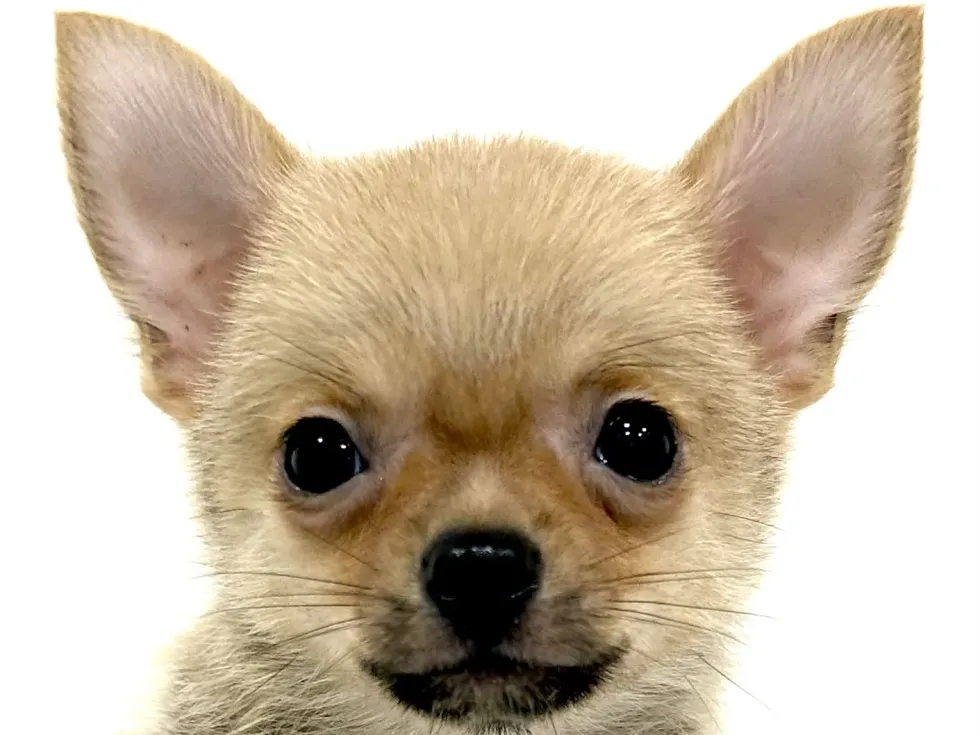2026年4月7日生まれのハーフ犬・ミックス犬