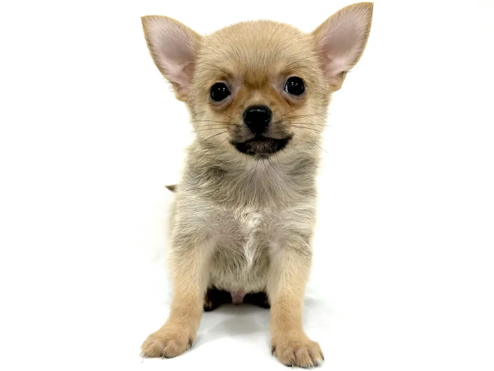 愛知県のハーフ犬・ミックス犬 (ファミリーペット リソラ大府店/2026年4月7日生まれ/男の子/フォーン)の子犬の2枚目の画像