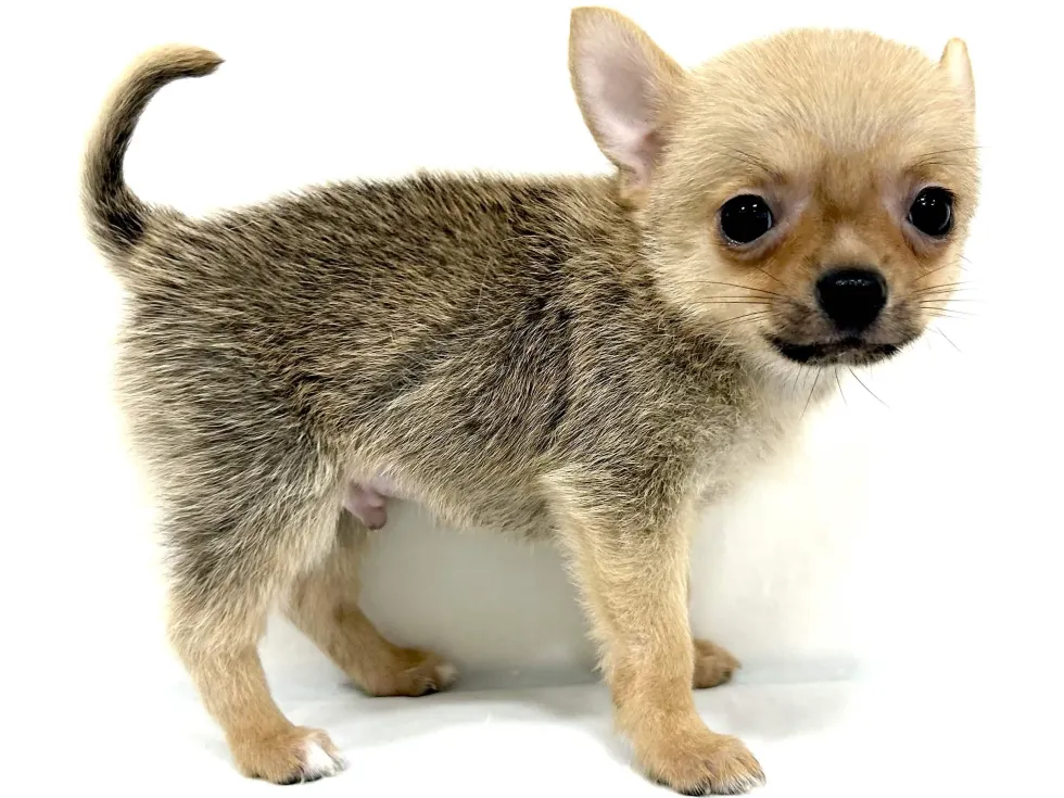 愛知県のハーフ犬・ミックス犬 (ファミリーペット リソラ大府店/2026年4月7日生まれ/男の子/フォーン)の子犬の3枚目の画像
