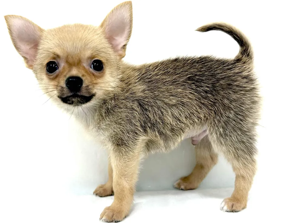 愛知県のハーフ犬・ミックス犬 (ファミリーペット リソラ大府店/2026年4月7日生まれ/男の子/フォーン)の子犬の4枚目の画像