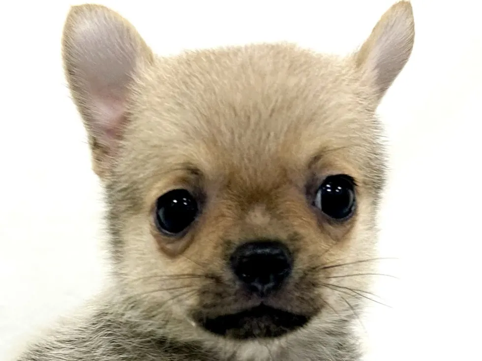2026年4月7日生まれのハーフ犬・ミックス犬