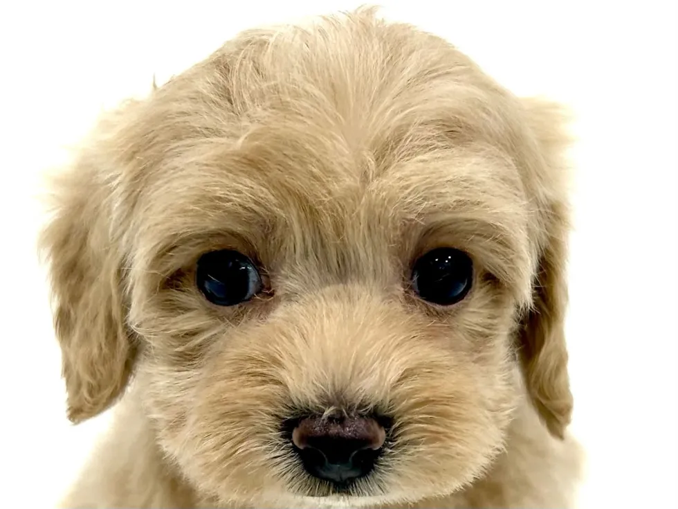2026年4月6日生まれのハーフ犬・ミックス犬